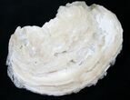 Golden Calcite Crystal Clam Fossil #6550-1
